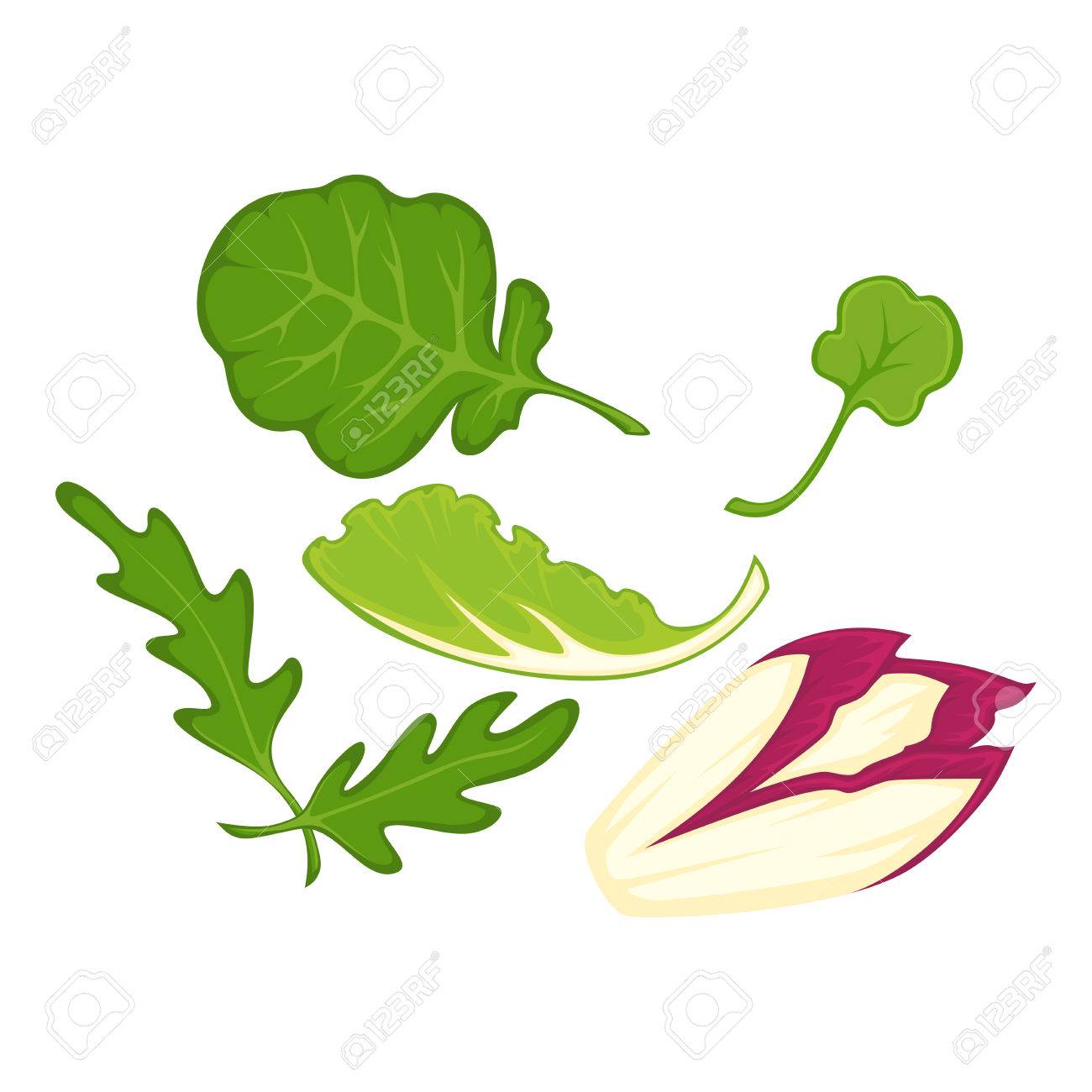 Healthy Organic Salad Leaves Cartoon Isolated Illusrations Set Royalty Free  SVG, Cliparts, Vectors, and Stock Illustration. Image 80247826., image size:1300x1300