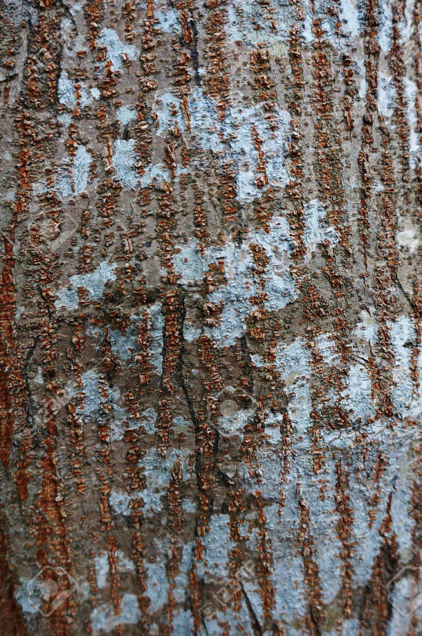 Tree Trunk Protector >> Tree Trunk Protector Skin Stock Photo Picture And Royalty Free Tree Trunk Protector >> Tree Trunk Protector Skin Stock Photo Picture And Royalty Free