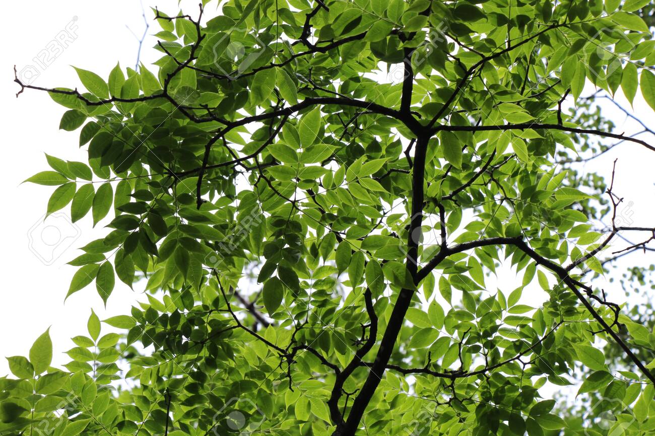 Green Leaves Against The Sky Background Image Tree Branches Stock Photo Picture And Royalty Free Image Image