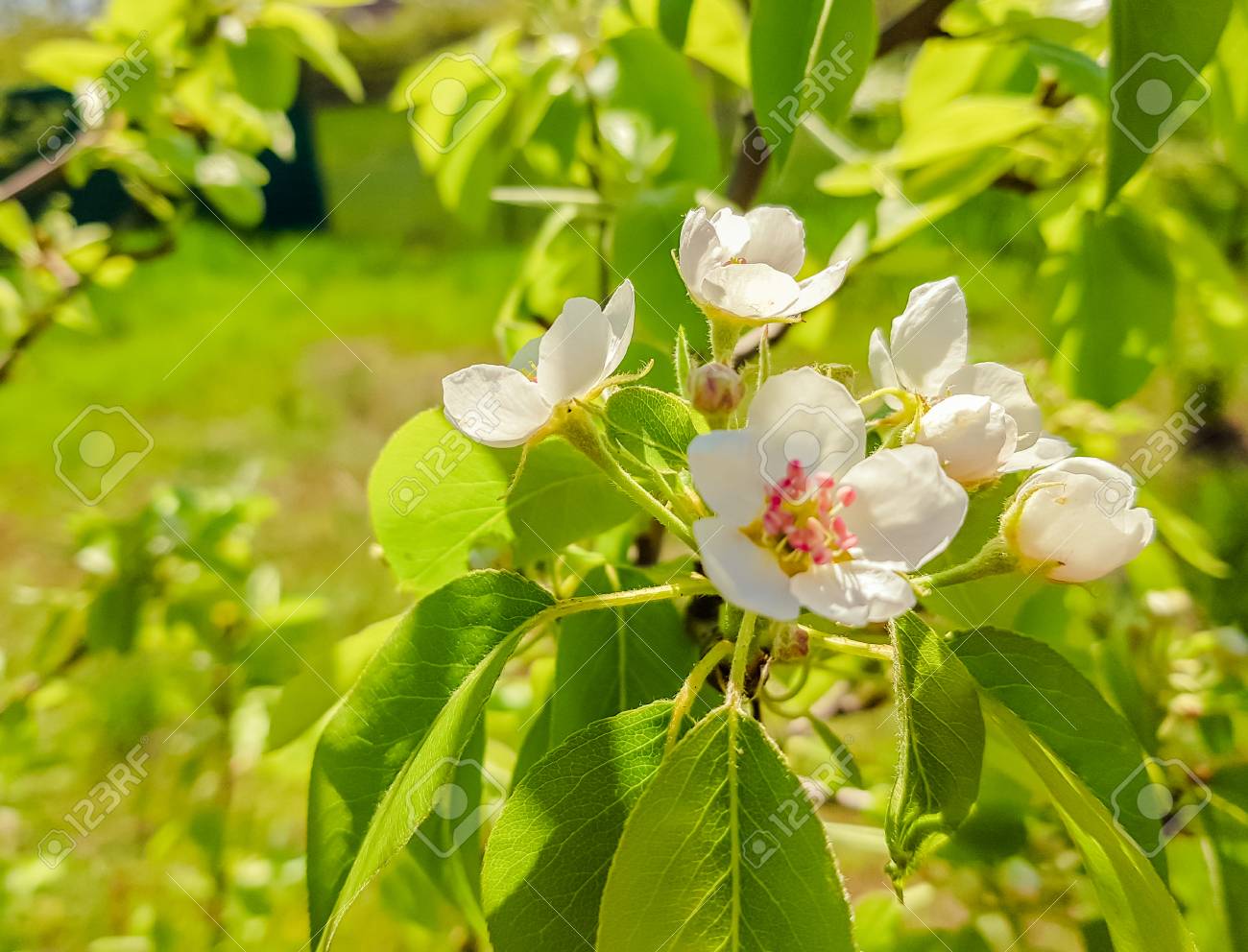 Flowering Pear Tree Flowers And Leaves Close Up Stock Photo Picture And Royalty Free Image Image 100727353