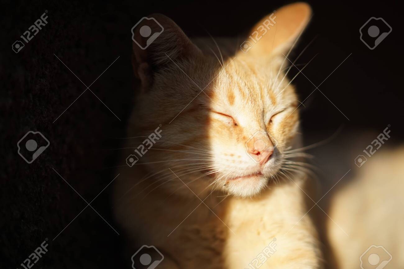 etiam-dictum-ipsum-a-felis