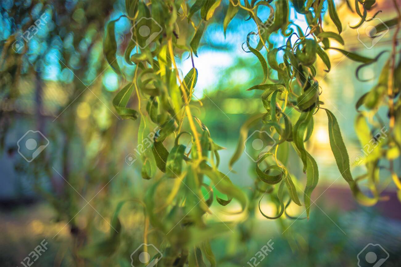 Weeping Willow Tree Branches With Green Leaves In The Sunny Garden Stock Photo Picture And Royalty Free Image Image 133054957