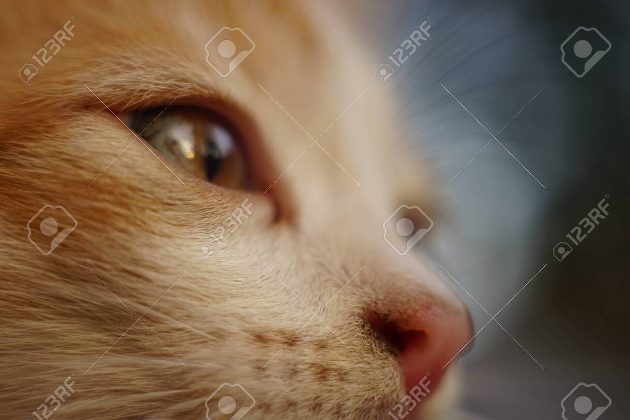 Ginger white kitten face portrait closeup, macro image, side view - 133107698 Ginger white kitten face portrait closeup, macro image, side view - 133107698