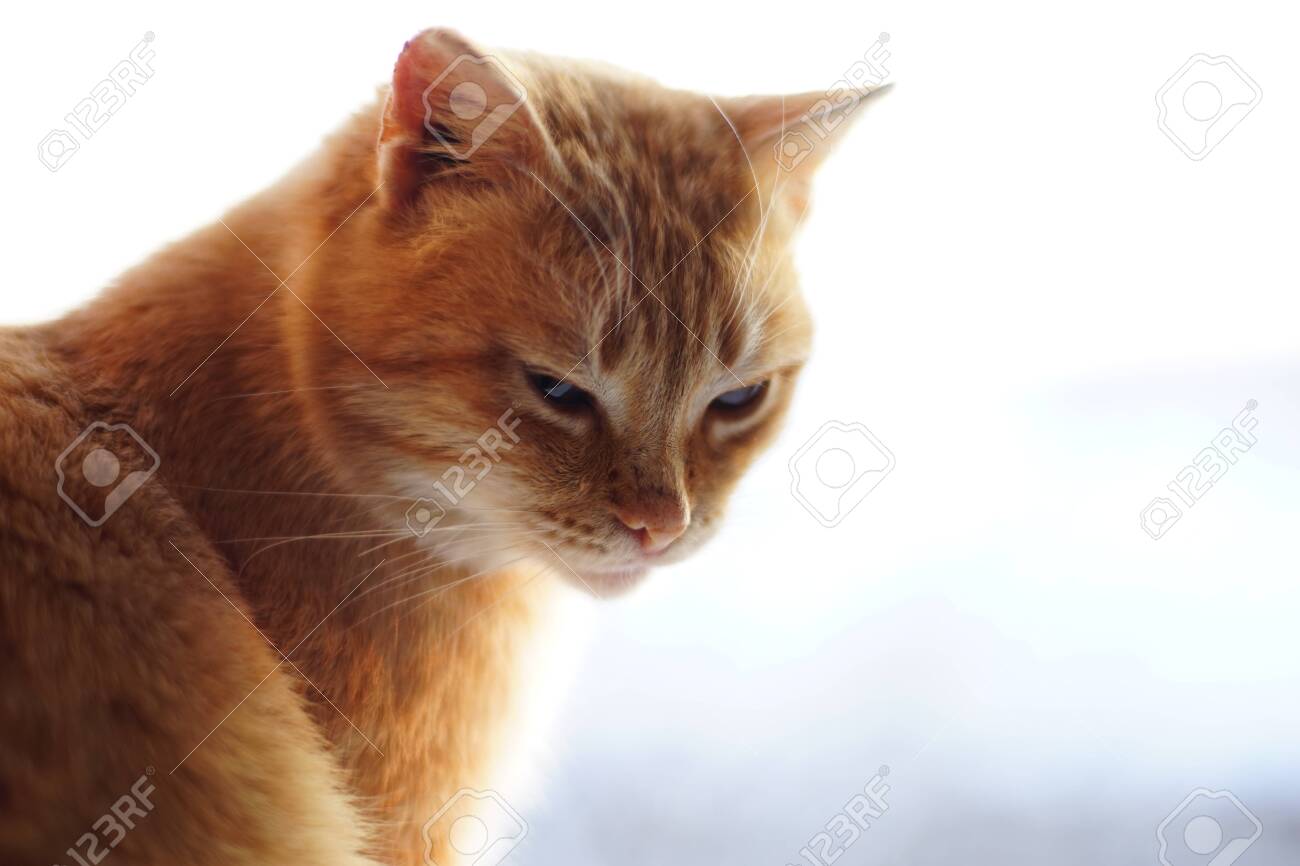 etiam-dictum-ipsum-a-felis