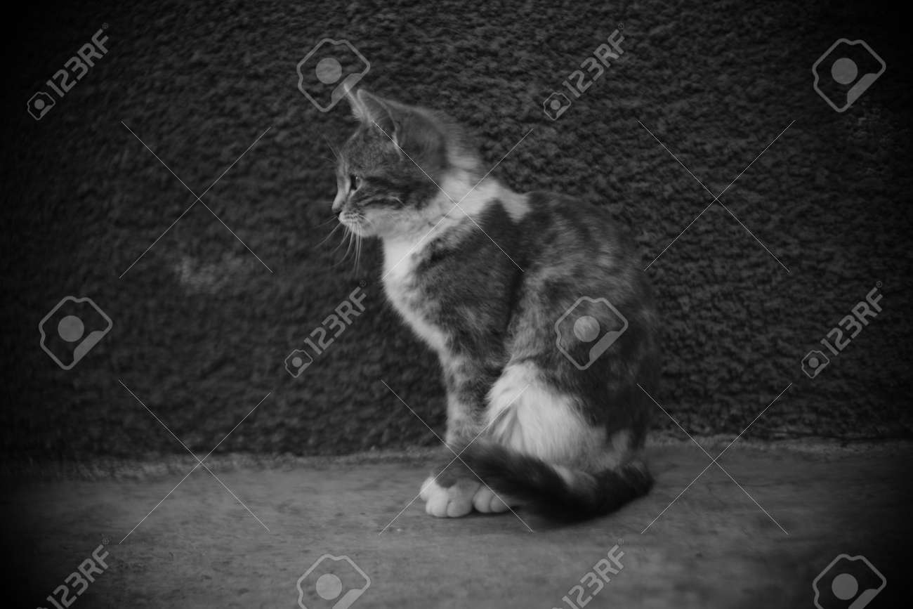 etiam-dictum-ipsum-a-felis