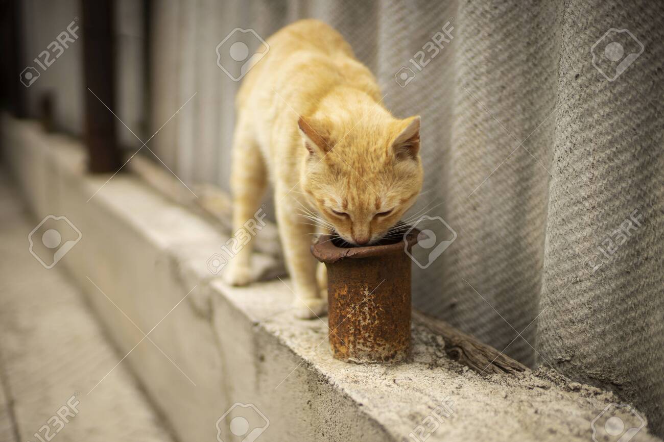 etiam-dictum-ipsum-a-felis