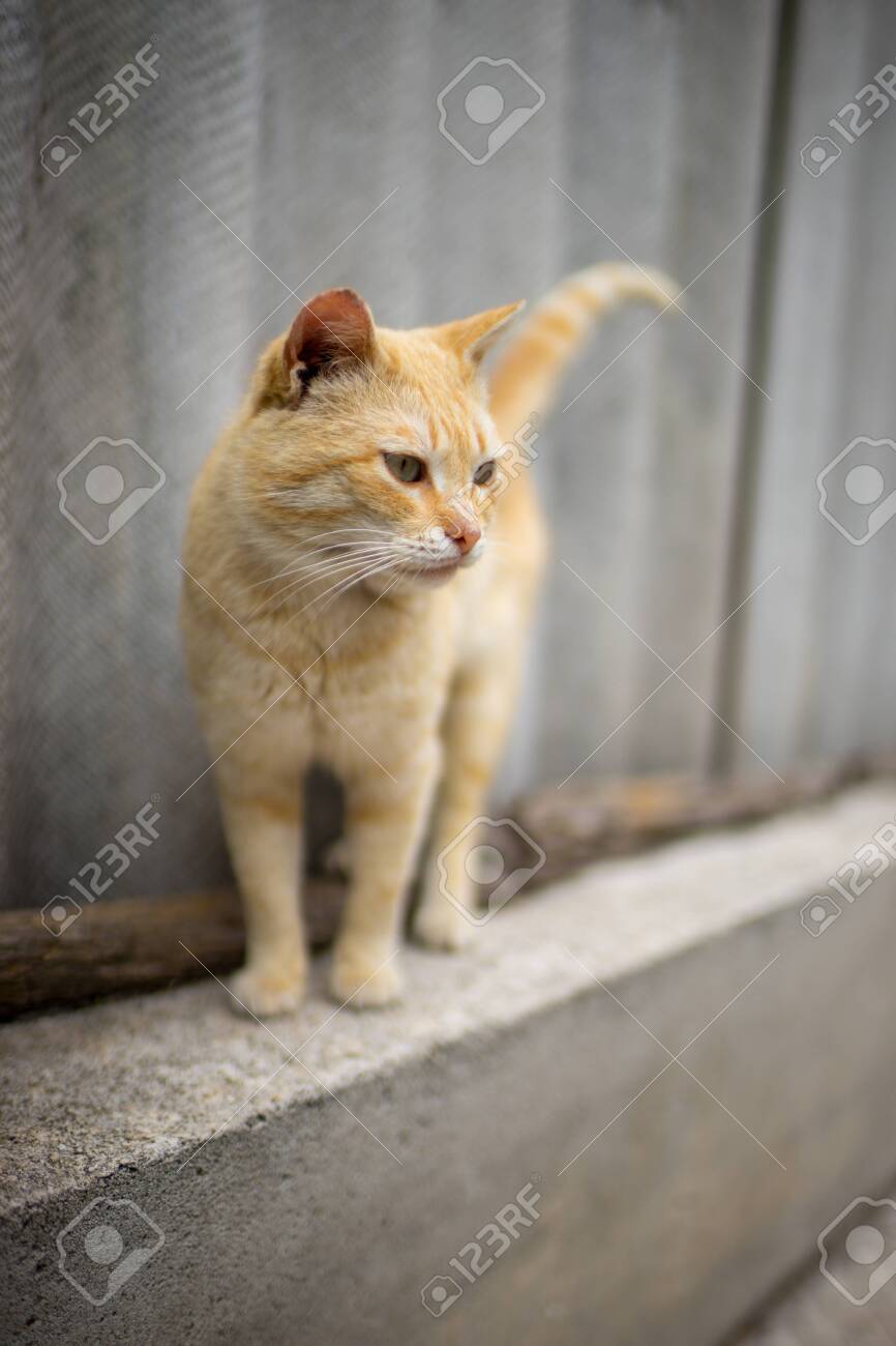 etiam-dictum-ipsum-a-felis