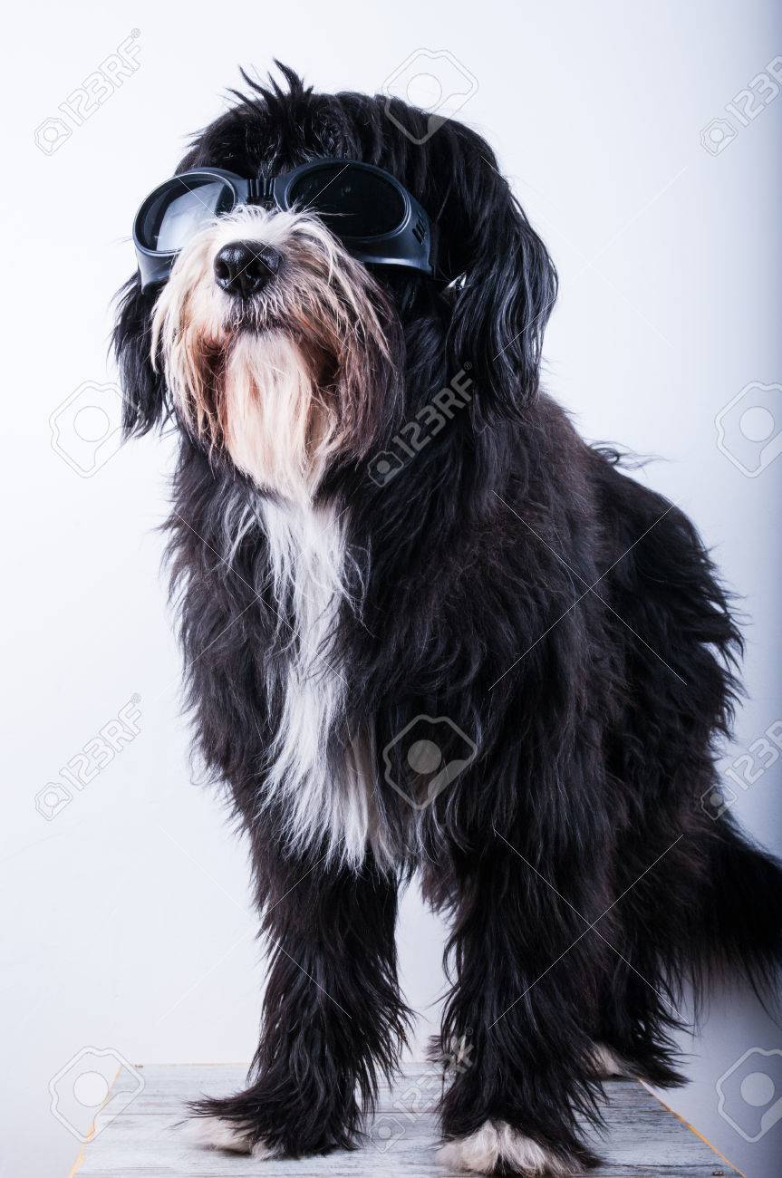 modern service dog training