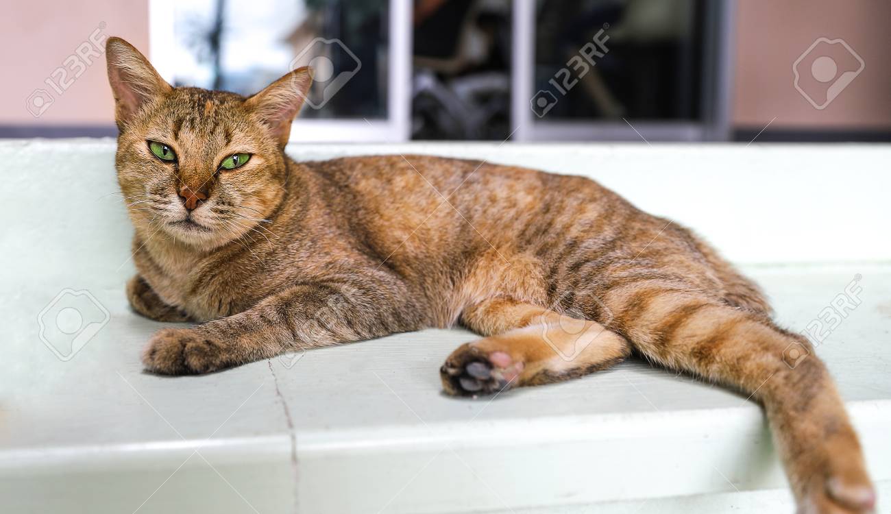 diy outdoor dog water fountain