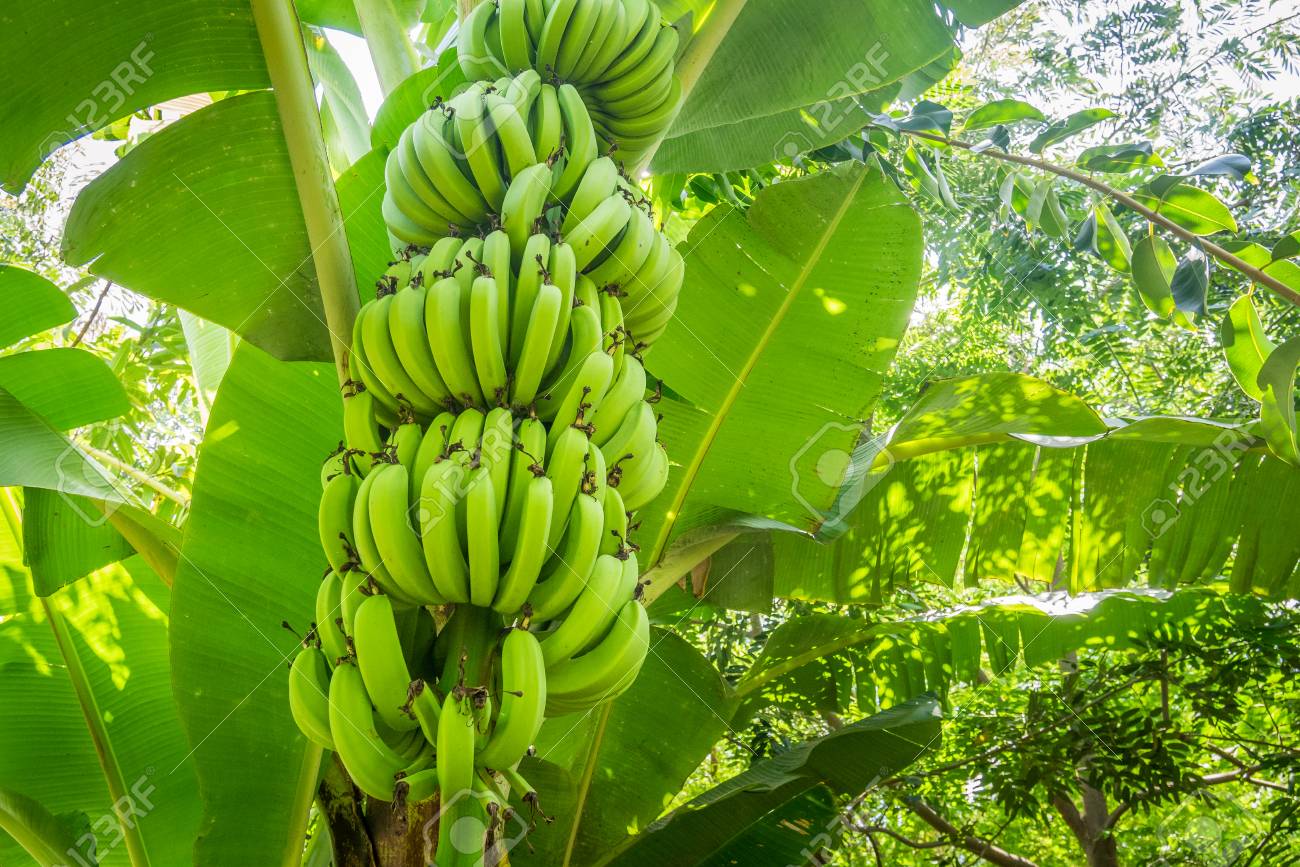 ジャイアンキャベンディシュ　バナナの木　専用枠 ジャイアンキャベンディシュ バナナの木 専用枠