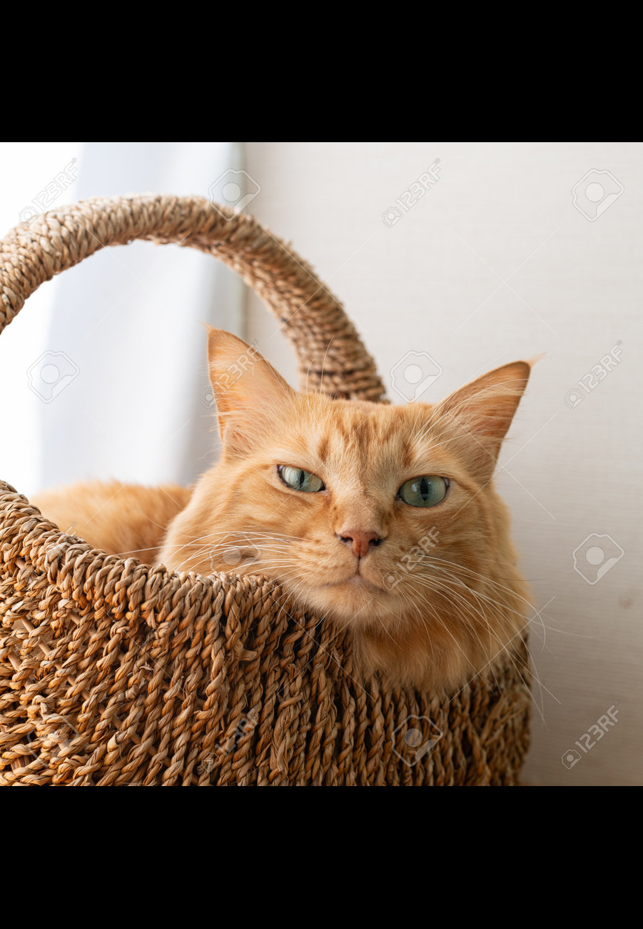 etiam-dictum-ipsum-a-felis