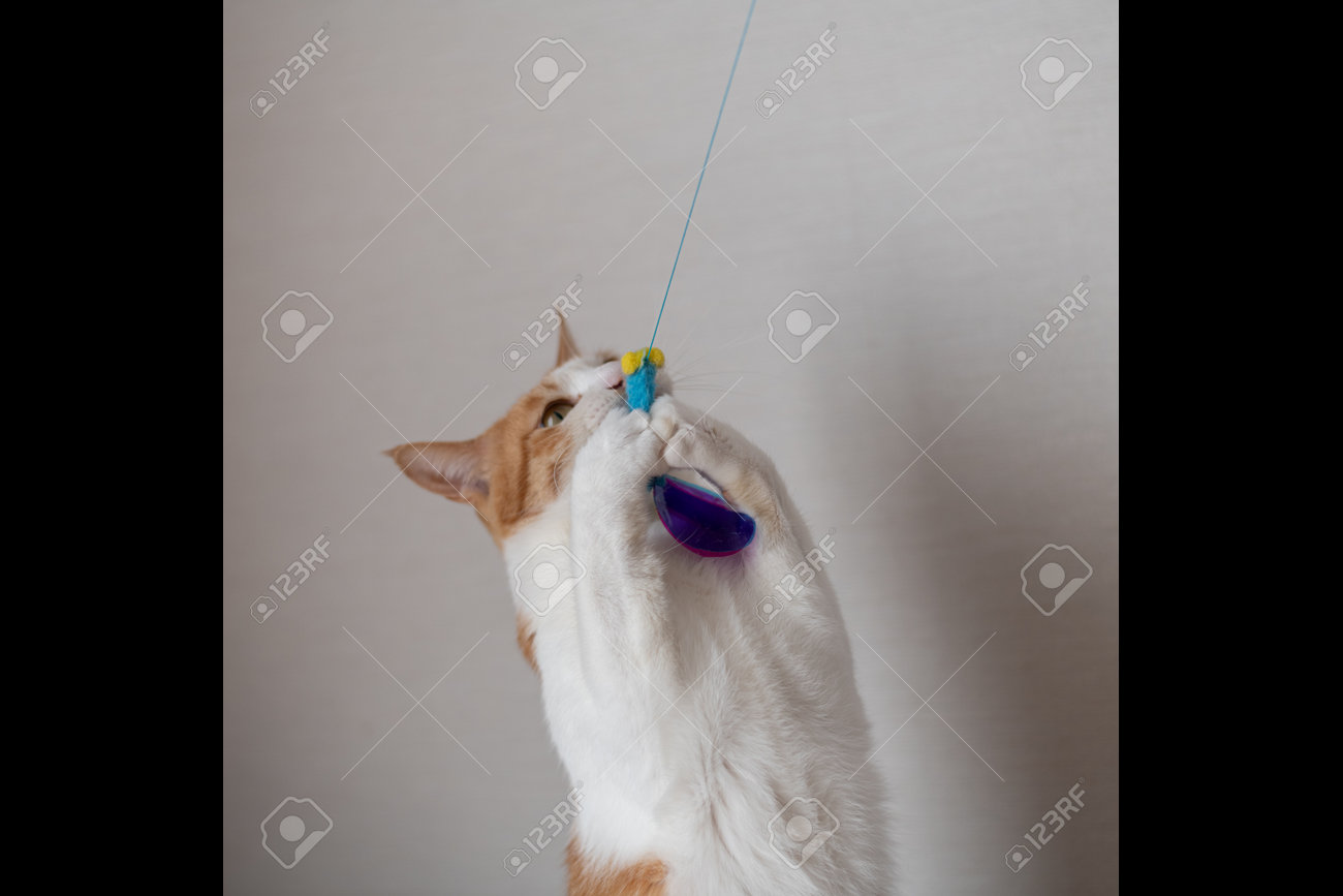 etiam-dictum-ipsum-a-felis