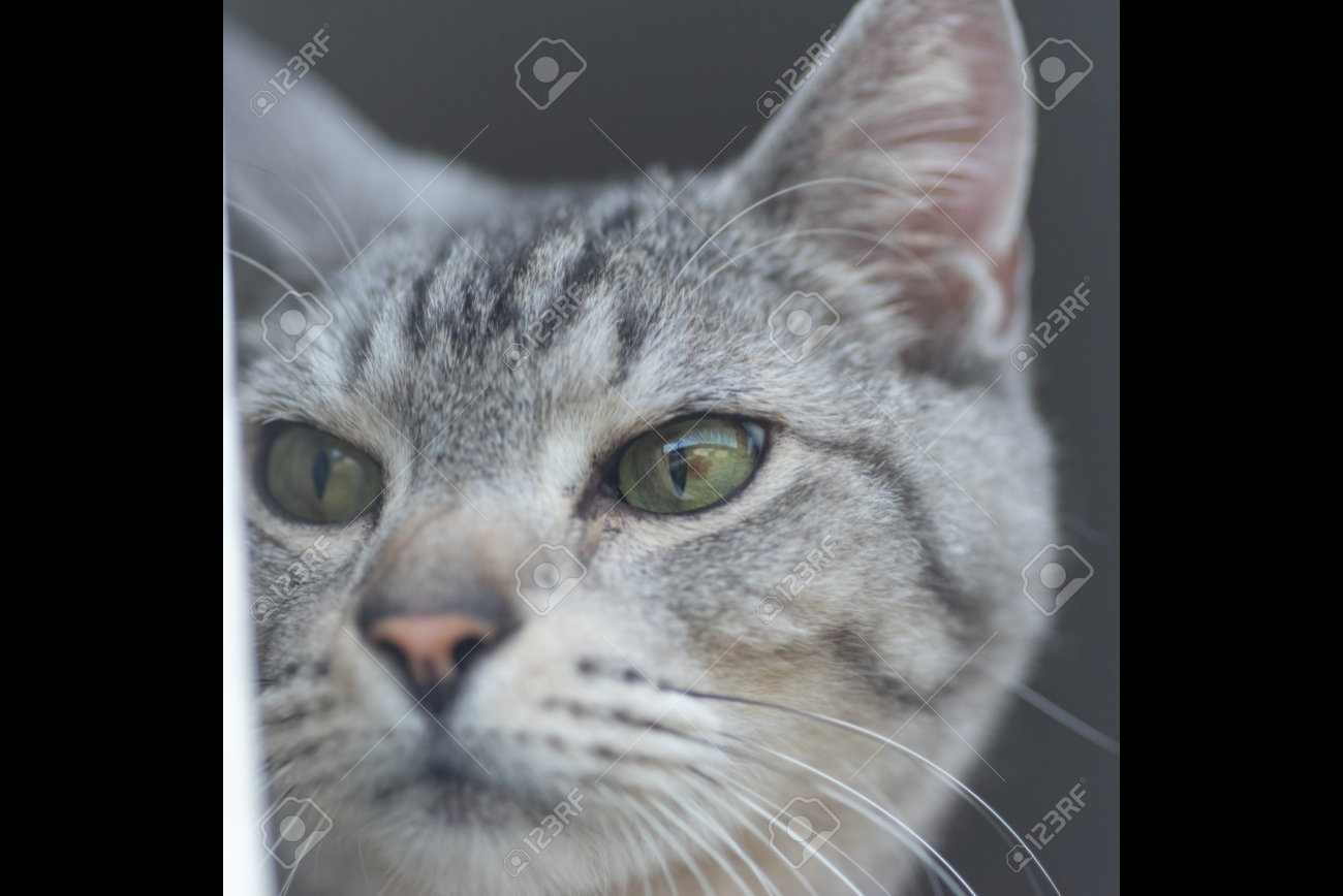 etiam-dictum-ipsum-a-felis