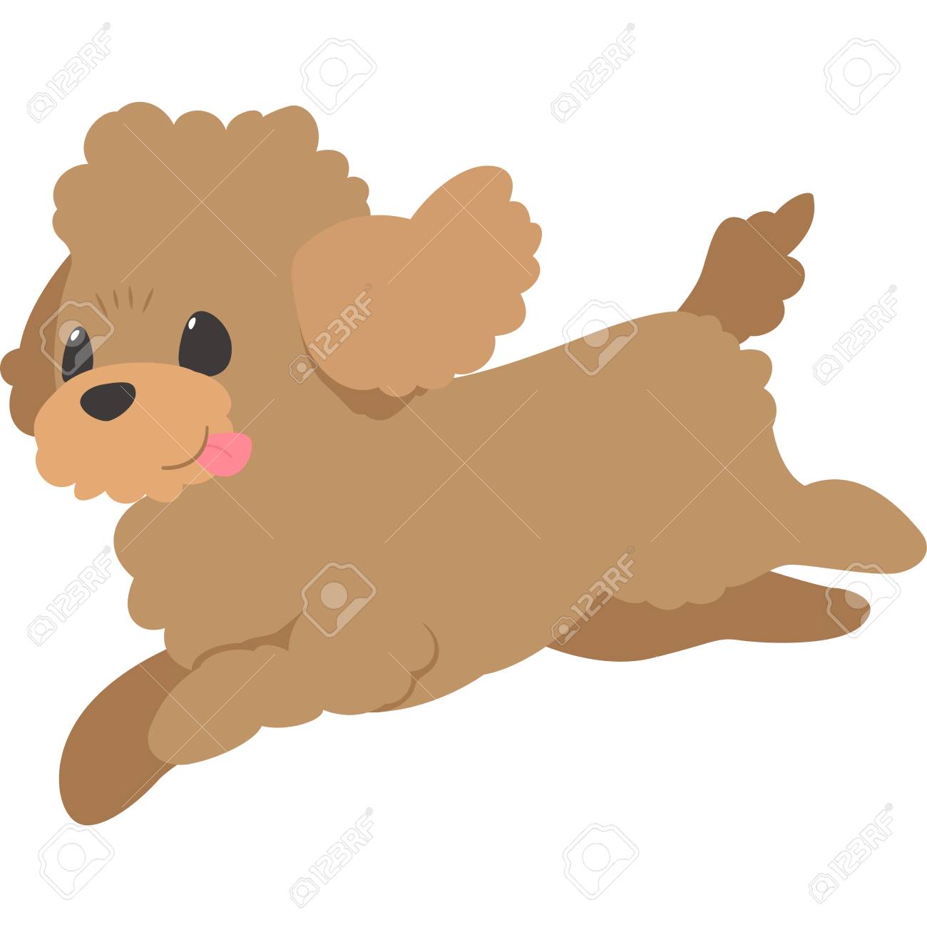 toy poodle running