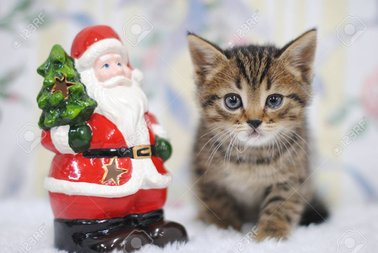 サンタ クロースの図と少しとらの子猫 クリスマスの精神 の写真素材 画像素材 Image サンタ クロースの図と少しとらの子猫 クリスマスの精神 の写真素材 画像素材 Image