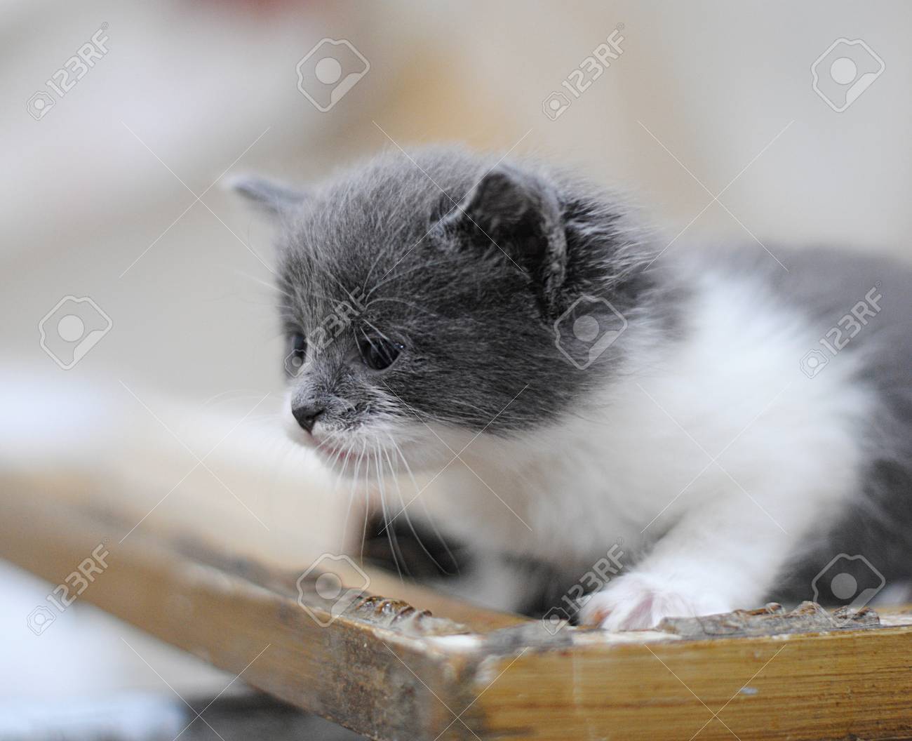 Petit Chaton Blanc Et Gris Avec Livre Sur Une Cage A Oiseaux Portrait Fond Clair Banque D Images Et Photos Libres De Droits Image