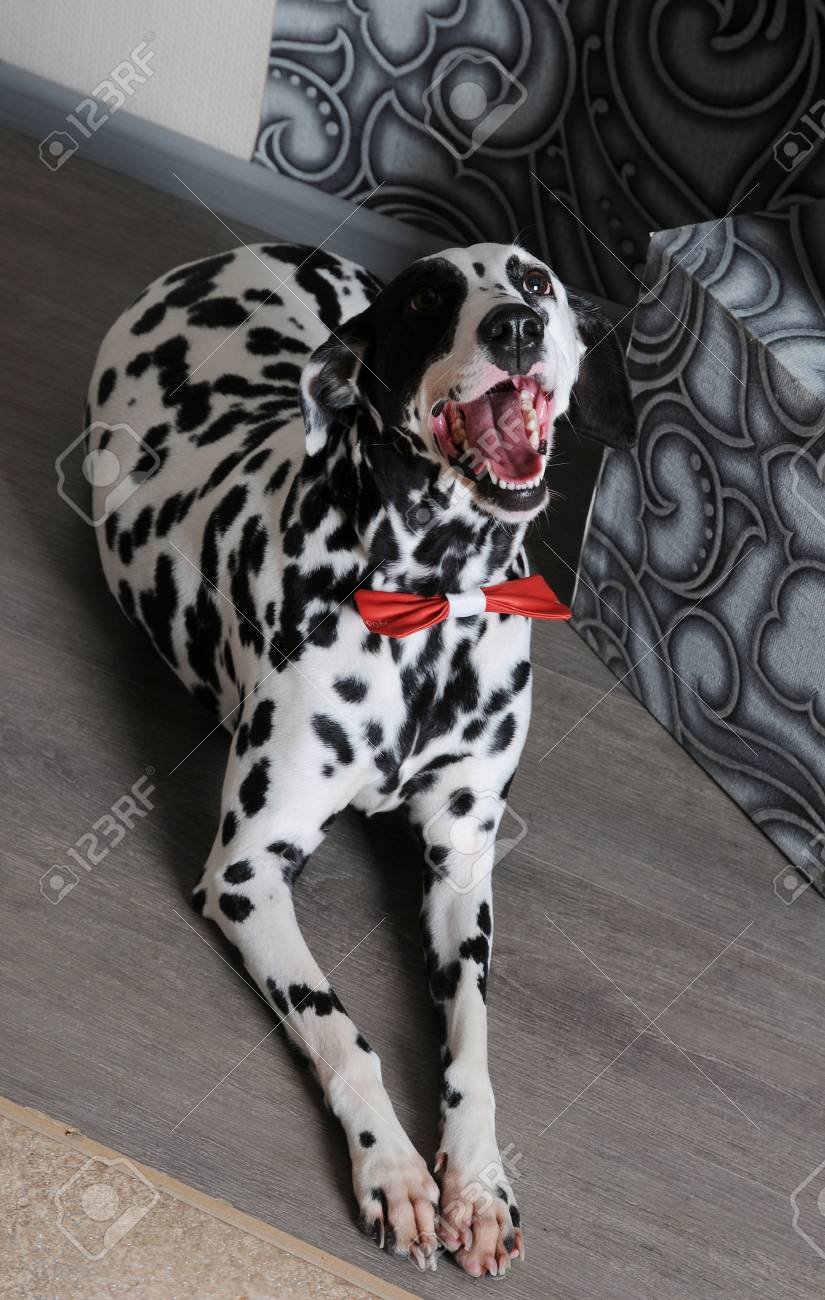 dalmatian bow tie