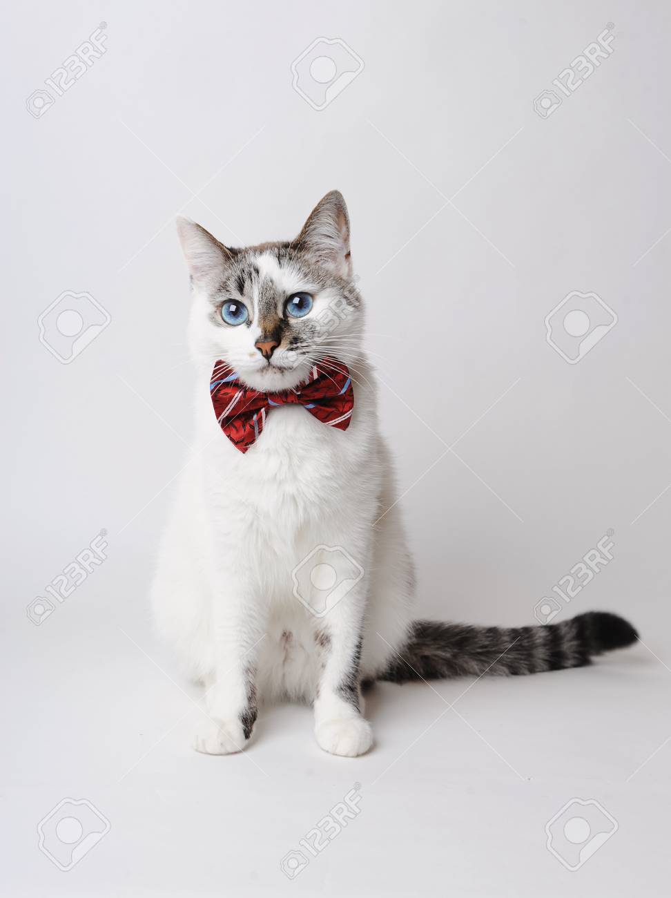 Chat Blanc Aux Yeux Bleus Moelleux Dans Un élégant Noeud Papillon Sur Un Fond Clair Noeud Papillon En Soie Rouge Avec Un Motif
