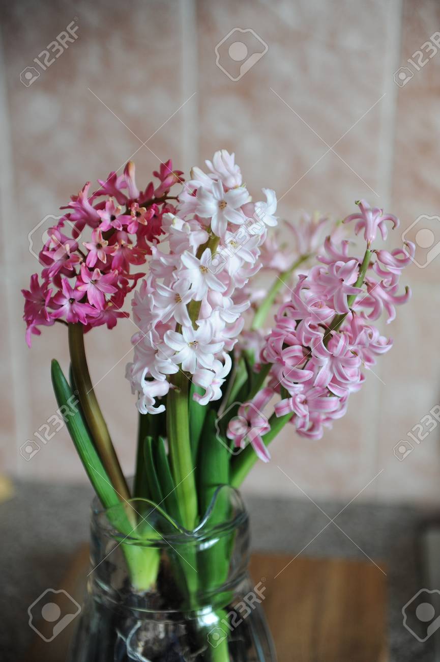 Tender Pink Flowers Of Hyacinth Bulbs In A Glass Jar Vase Nice