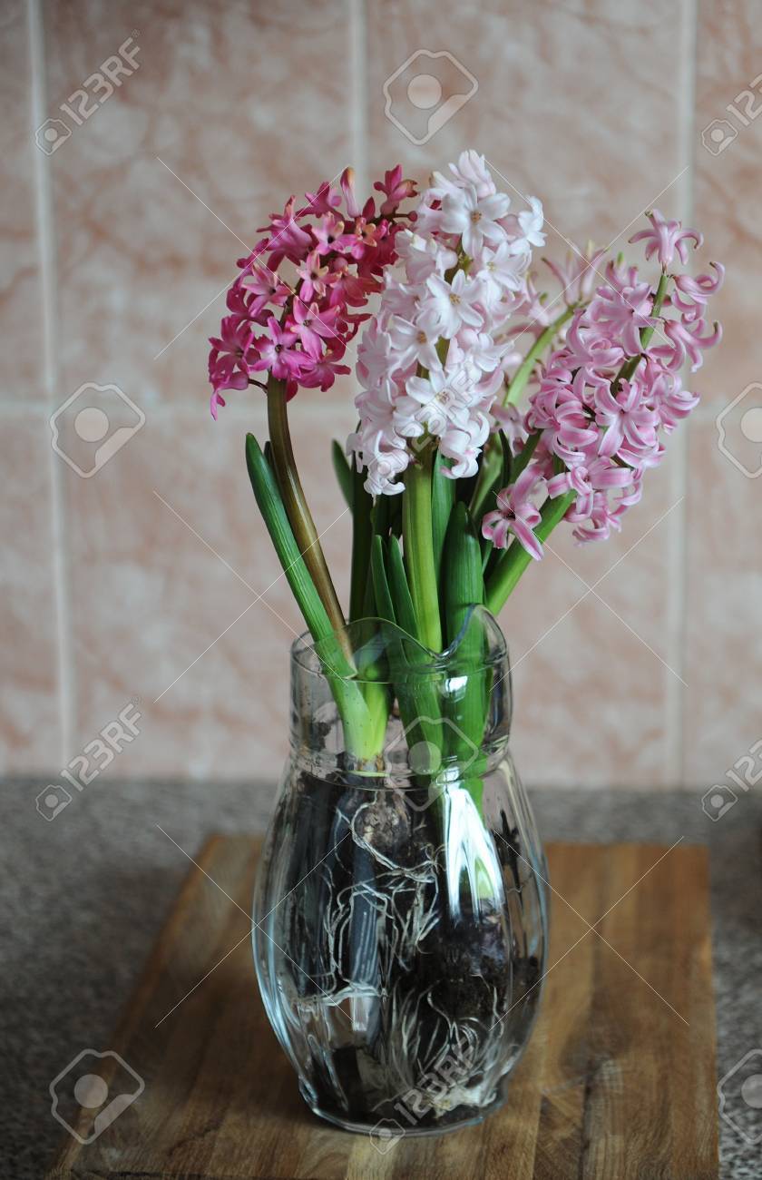 Tender Pink Flowers Of Hyacinth Bulbs In A Glass Jar Vase Nice