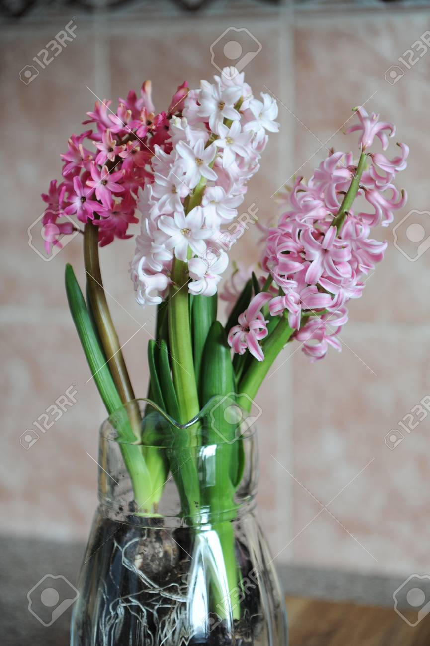 Tender Pink Flowers Of Hyacinth Bulbs In A Glass Jar Vase Nice