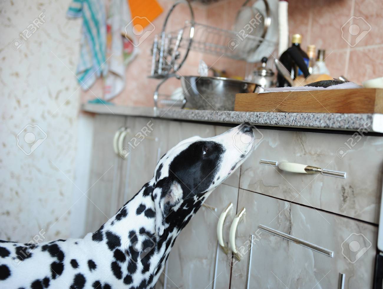 Dalmatian Dog In Home Kitchen Sniffs Food On The Table Stock Photo