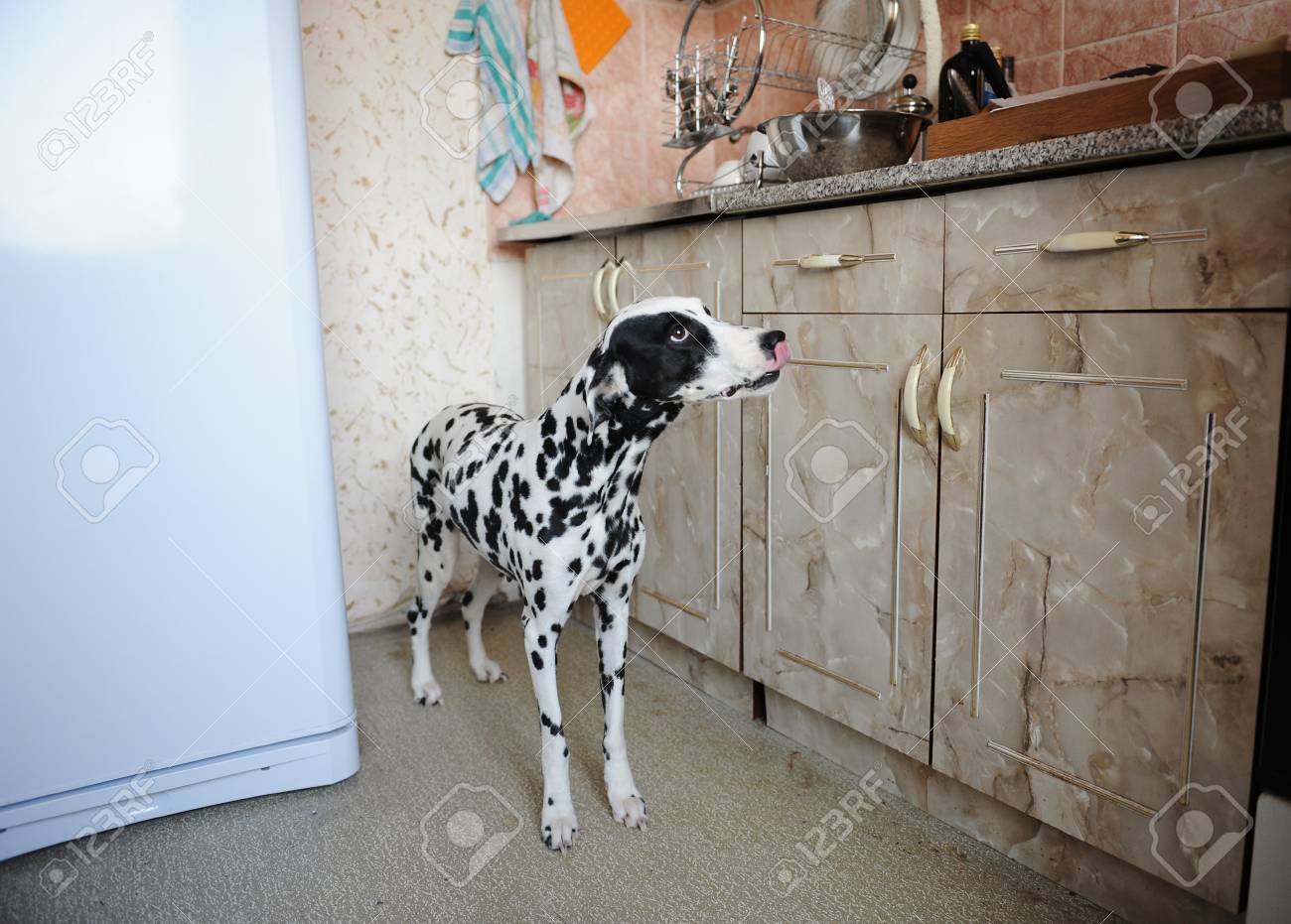 Dalmatian Dog In Home Kitchen Sniffs Food On The Table Stock Photo