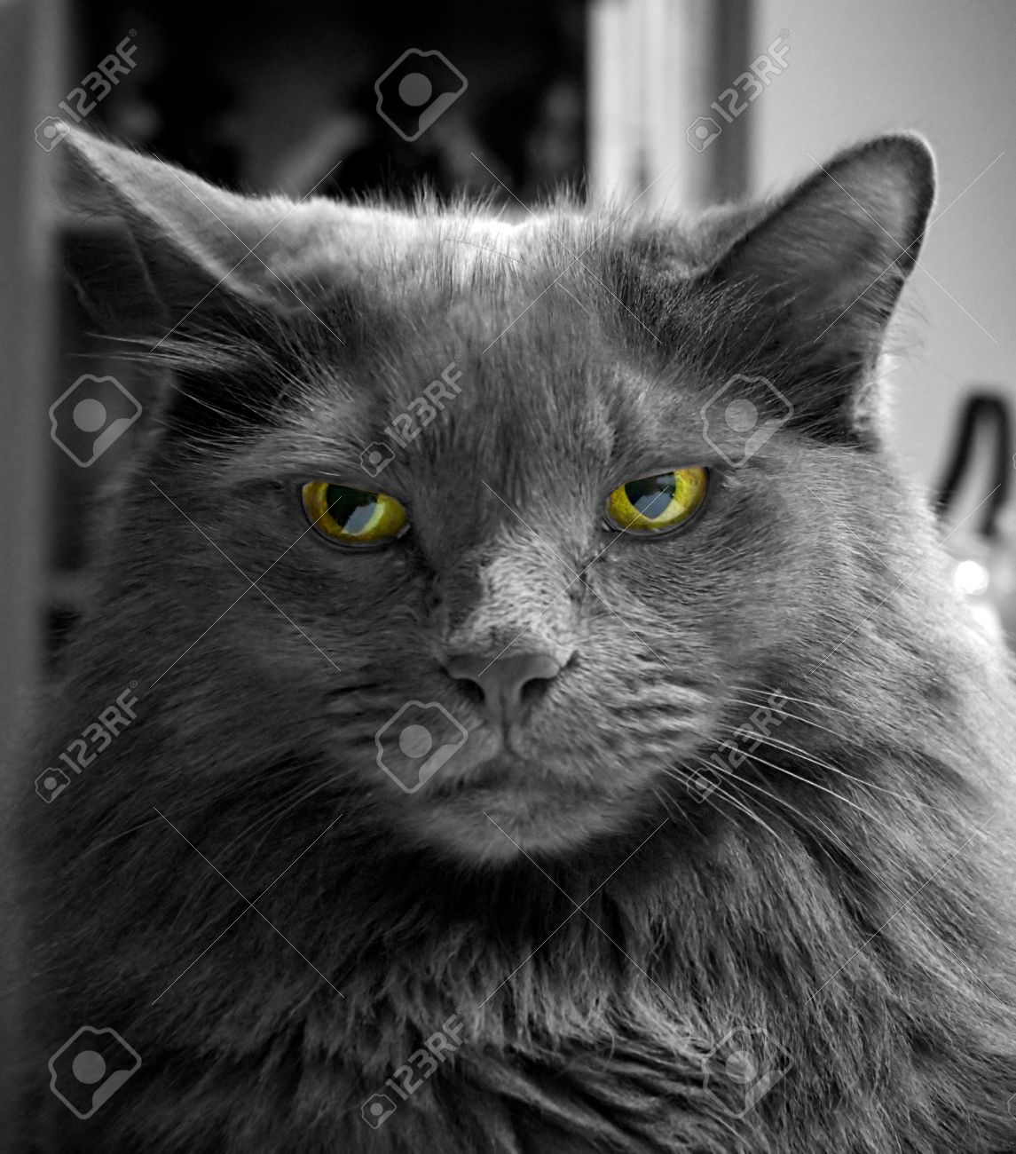 Immagini Stock Da Vicino Il Ritratto Di Un Gatto Nero A Pelo Lungo