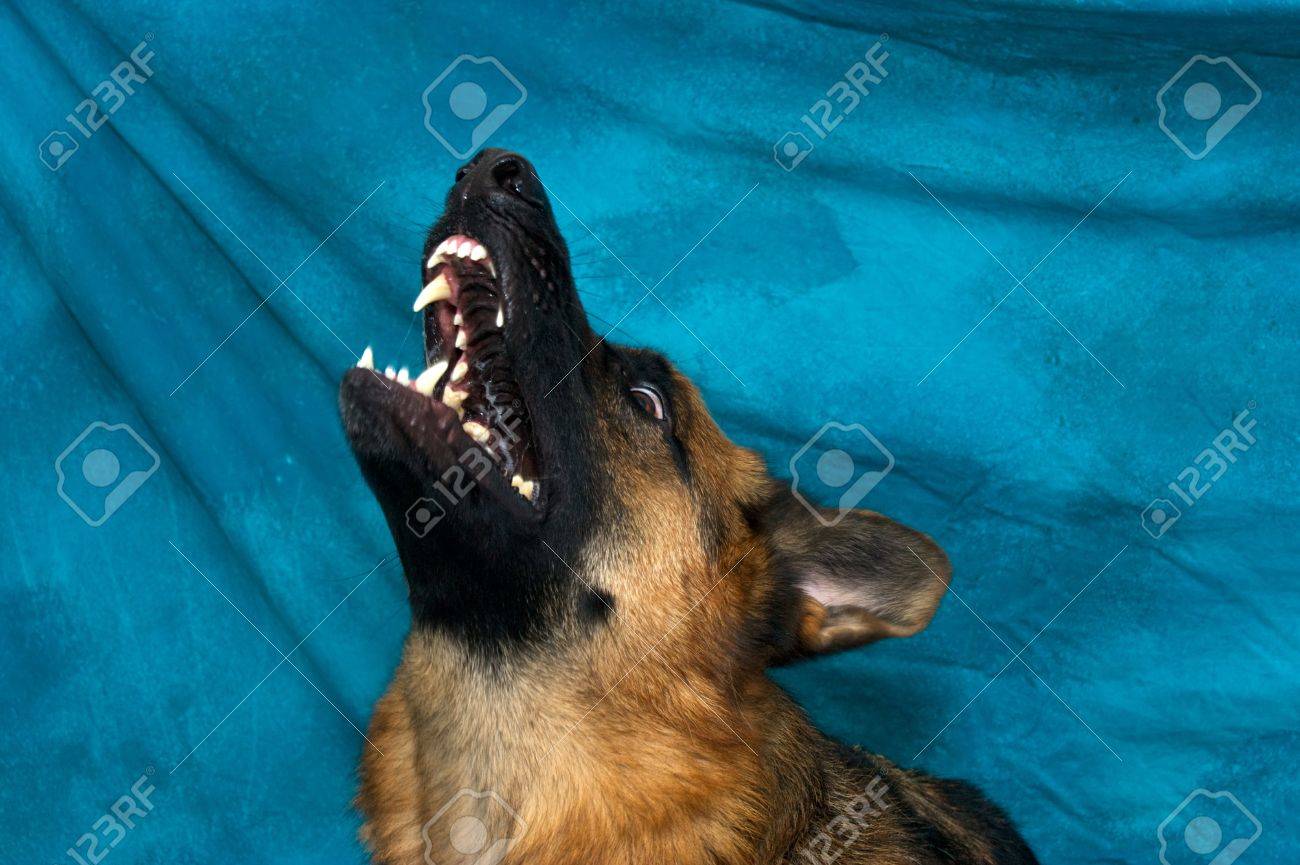青い背景に 歯をむき出しと空に向かって遠吠えスタジオで若いジャーマン シェパード犬 の写真素材 画像素材 Image