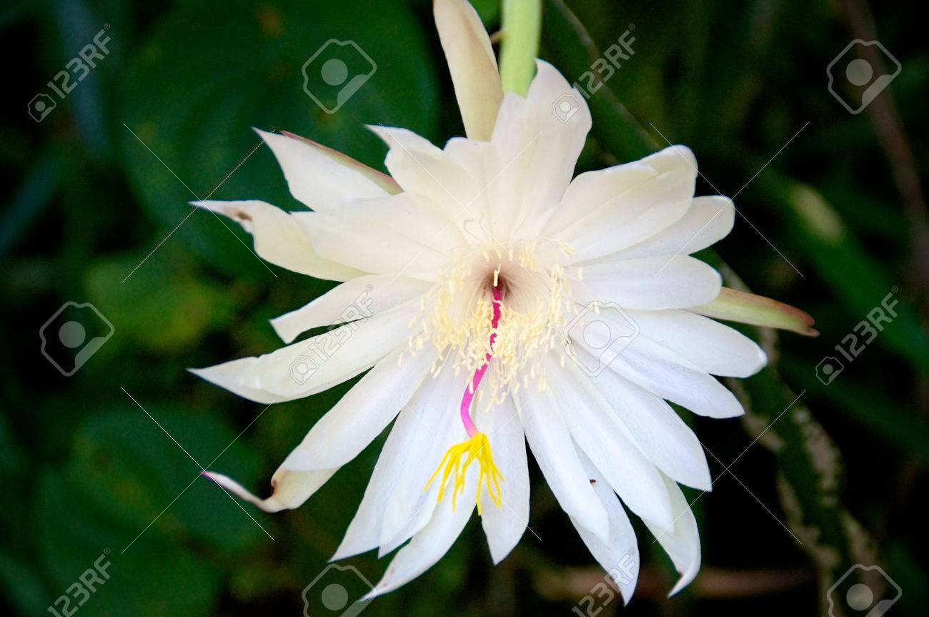 夜咲くセレウス サボテン咲く大きな白い花を示す の写真素材 画像素材 Image