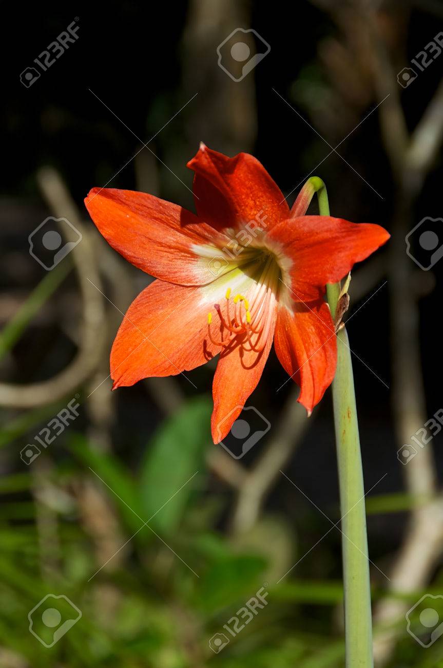 美しいオレンジ色のアマリリス植物が開花したことを太陽の下で屋外の花の の写真素材 画像素材 Image
