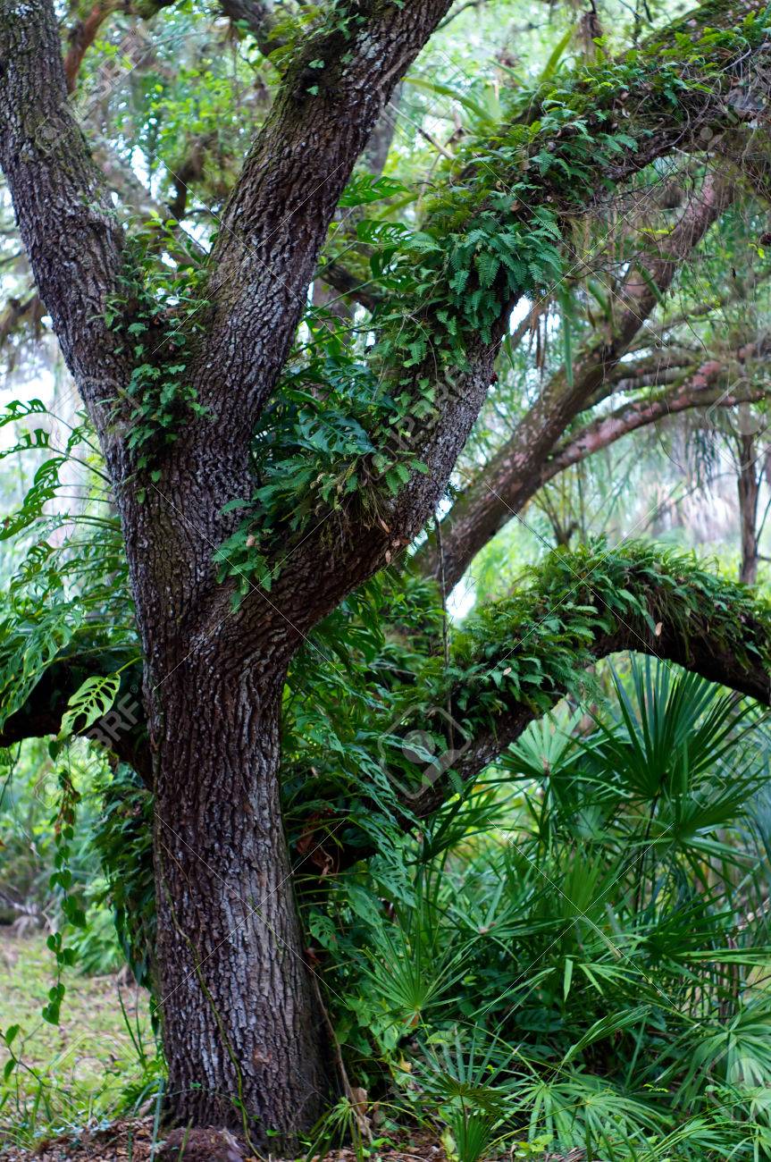 An Old Oak Tree With Plants Growing On It And Small Palm Trees