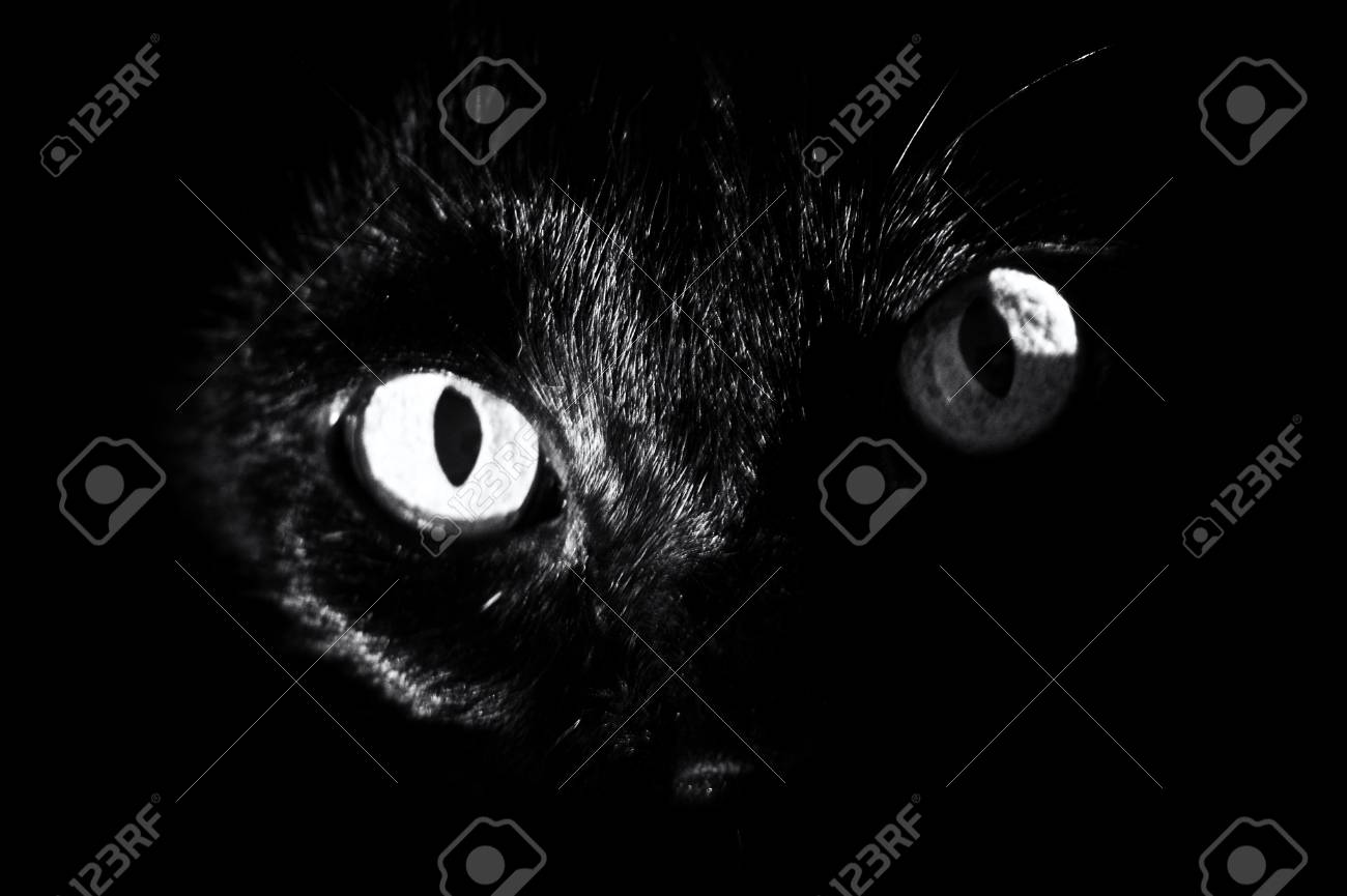 Close Up Of A Black Cat S Eyes Surrounded By Darkness Staring