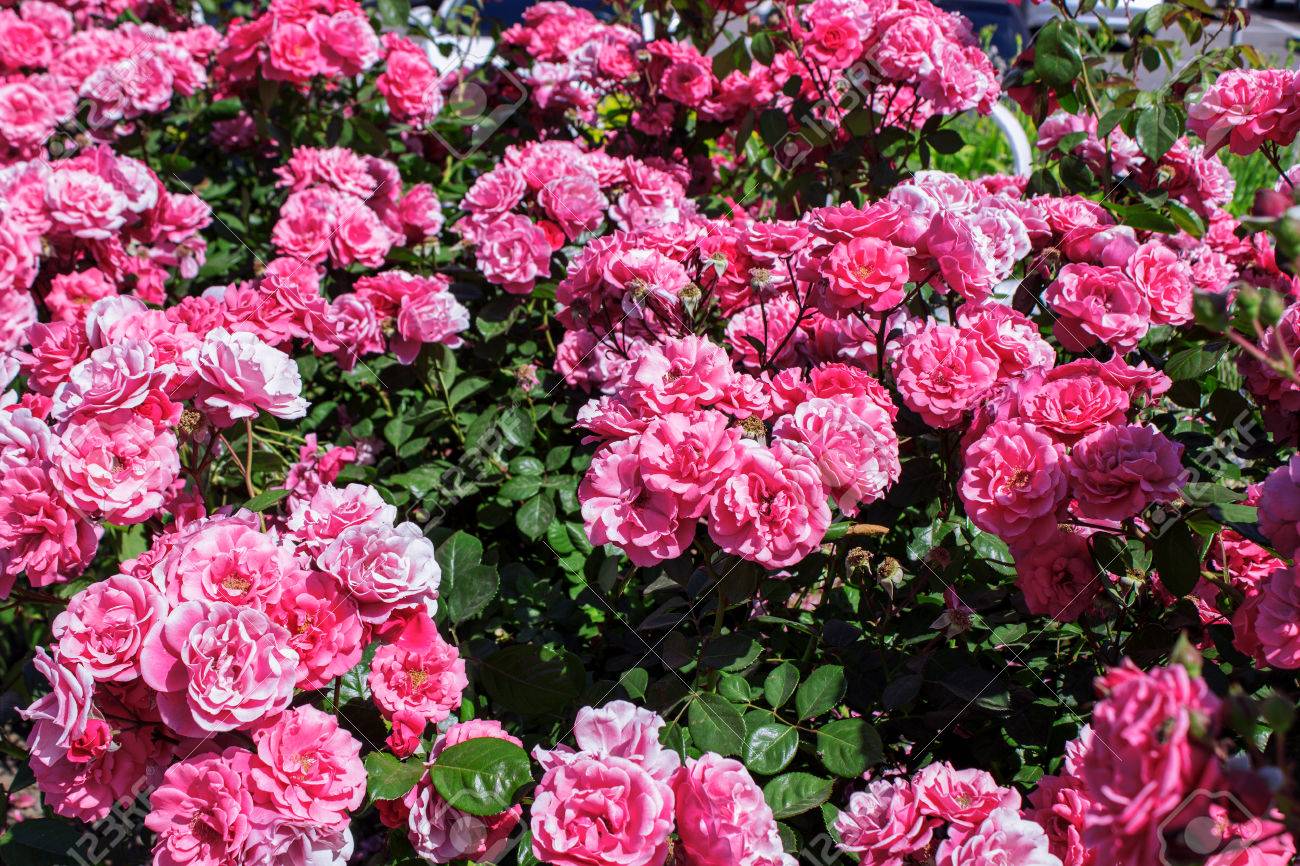 Bush Of Roses On Bright Summer Day. Flourishing Pink Rose. Stock Photo,  Picture and Royalty Free Image. Image 80247579.