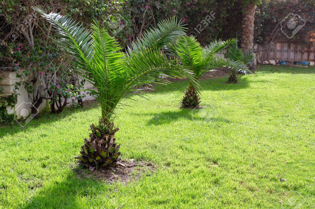 Small Palm Trees On Green Grass Green Trees On The Background