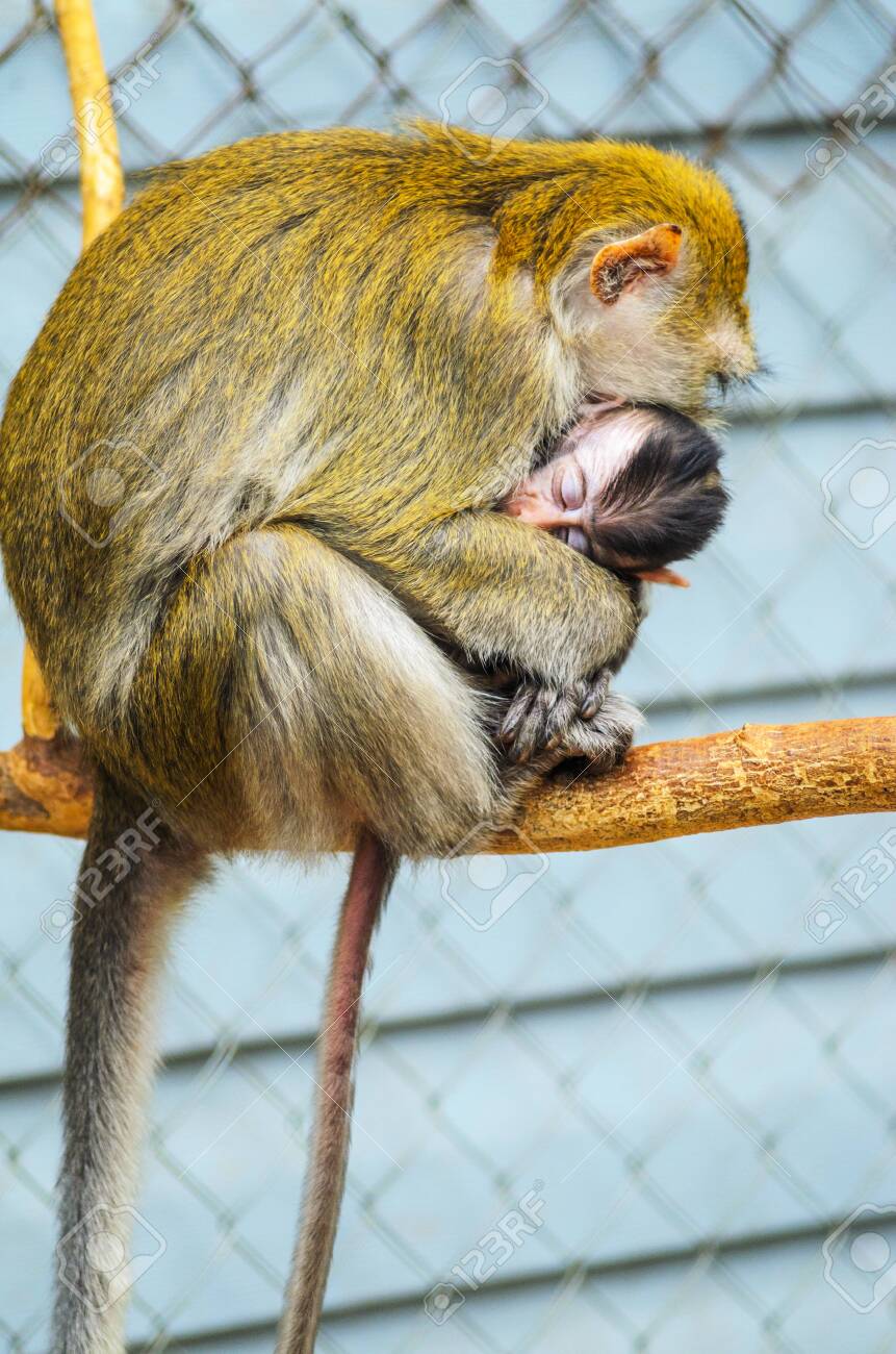 Close Up Of Baby Monkey On Tree Hiding Near The Mother S Breast Stock Photo Picture And Royalty Free Image Image Close Up Of Baby Monkey On Tree Hiding Near The Mother S Breast Stock Photo Picture And Royalty Free Image Image