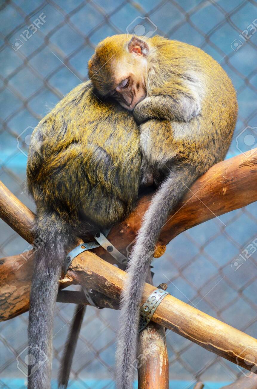 Close Up Of A Sleeping Baby Monkey On A Tree Hiding Near The Stock Photo Picture And Royalty Free Image Image Close Up Of A Sleeping Baby Monkey On A Tree Hiding Near The Stock Photo Picture And Royalty Free Image Image