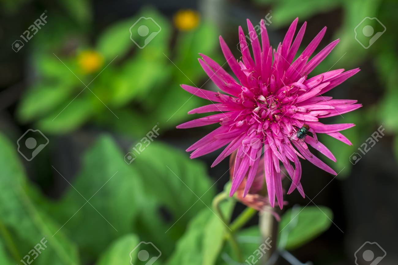 etiam-dictum-ipsum-a-felis