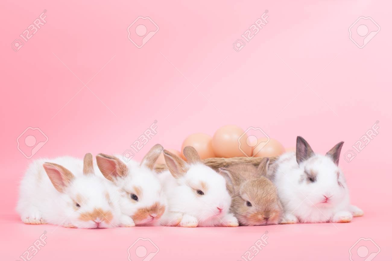 Little Adorable Baby Rabbit On Pink Background Stock Photo
