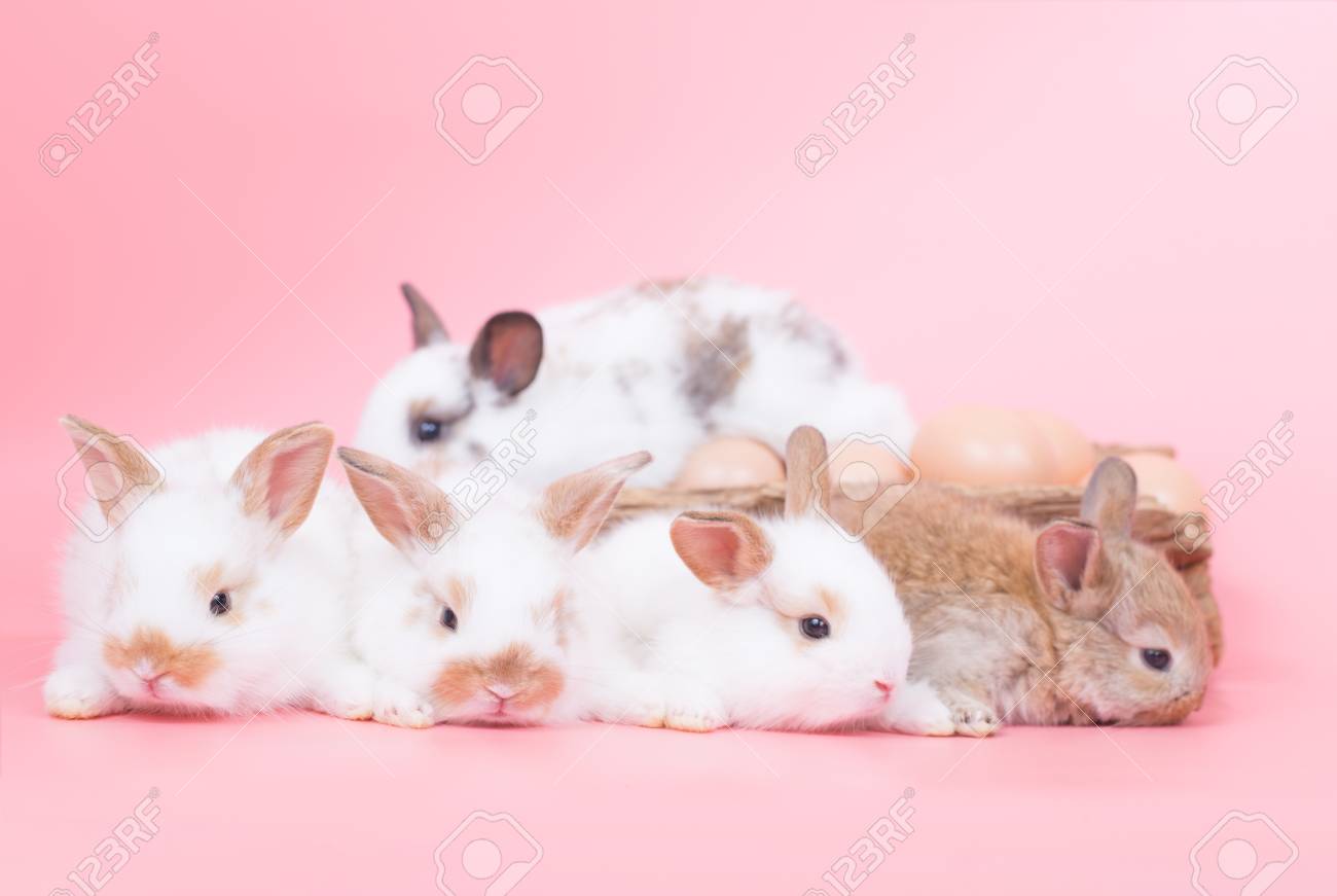 ピンクの背景の小さなかわいい赤ちゃんウサギ の写真素材 画像素材 Image