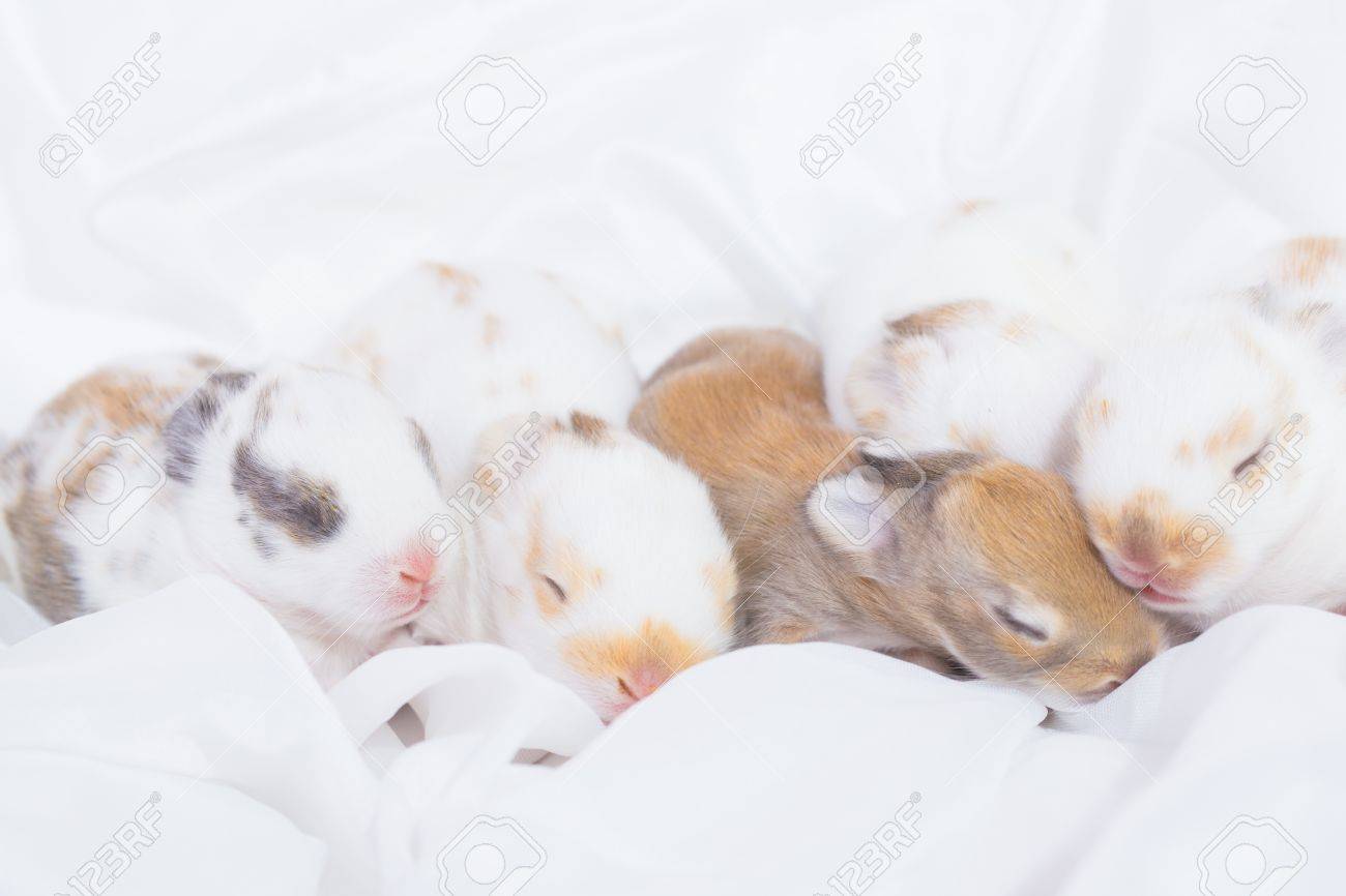 多くの新しい生まれたウサギまたは白い布で寝ている赤ちゃんウサギのグループ の写真素材 画像素材 Image