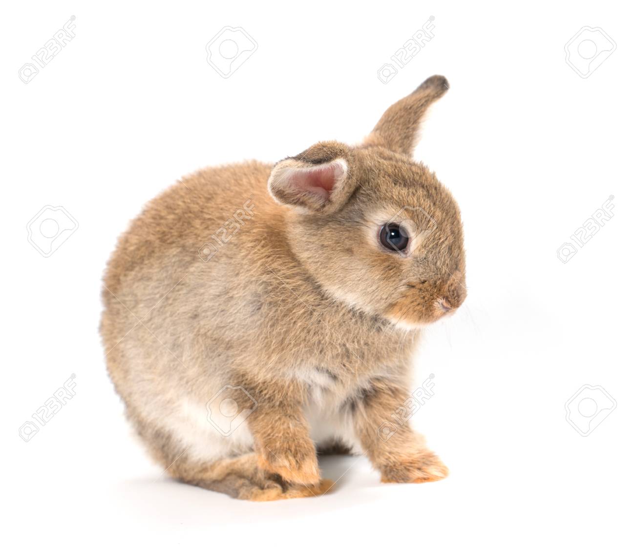 Conejo Bebe Adorable Conejito Marron Sobre Fondo Blanco Fotos Retratos Imagenes Y Fotografia De Archivo Libres De Derecho Image