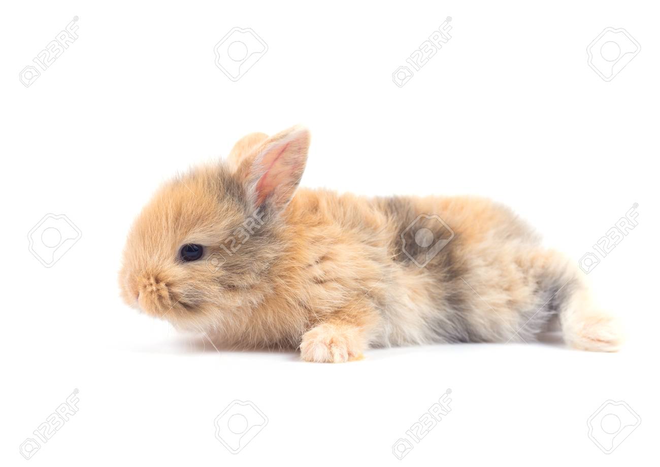 Bebe Lapin 1 Mois Sur Fond Blanc Banque D Images Et Photos Libres De Droits Image Bebe Lapin 1 Mois Sur Fond Blanc Banque D Images Et Photos Libres De Droits Image