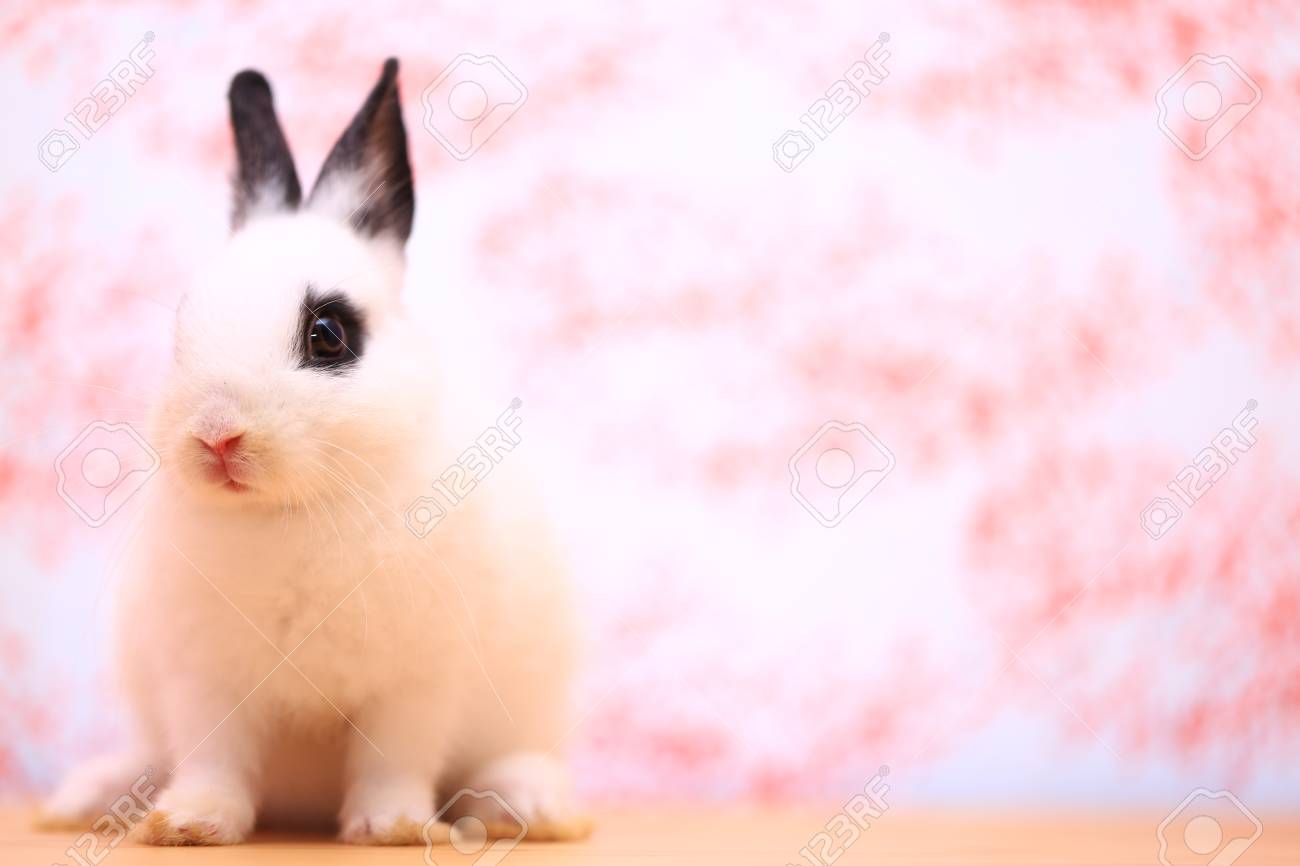 オランダの小さな愛らしい白いウサギは 黒い耳と木製のテーブルの上に暗い円の目を持つ イースターのコンセプトのためのかわいい小さなndバニー の写真素材 画像素材 Image