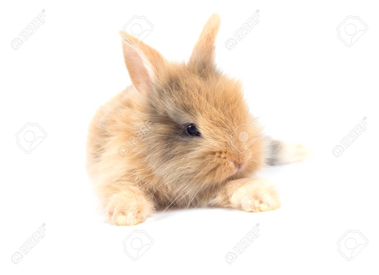 赤ちゃんウサギは白い背景に生後1ヶ月 の写真素材 画像素材 Image
