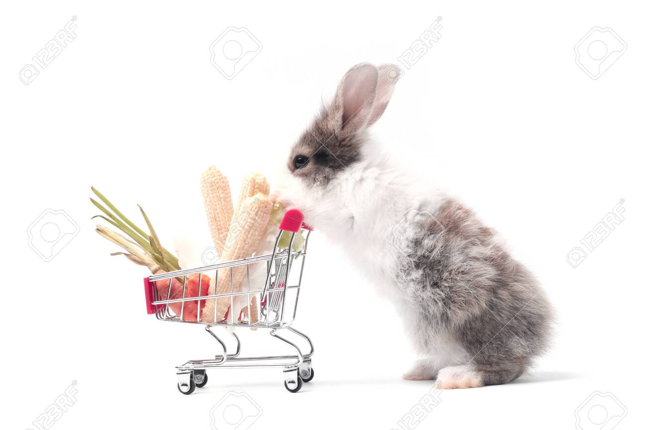 rabbit baby shop