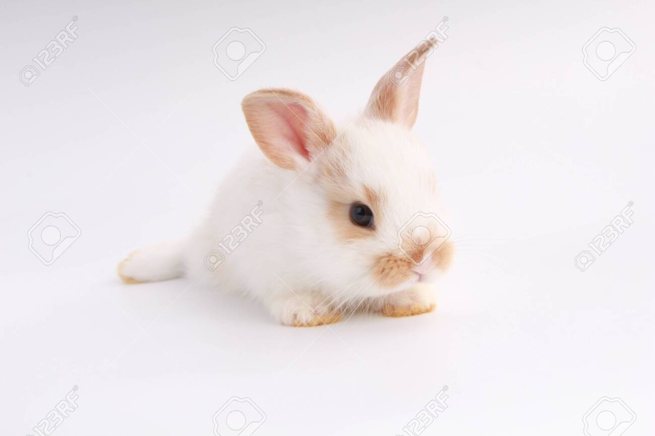 Real sweet bunny