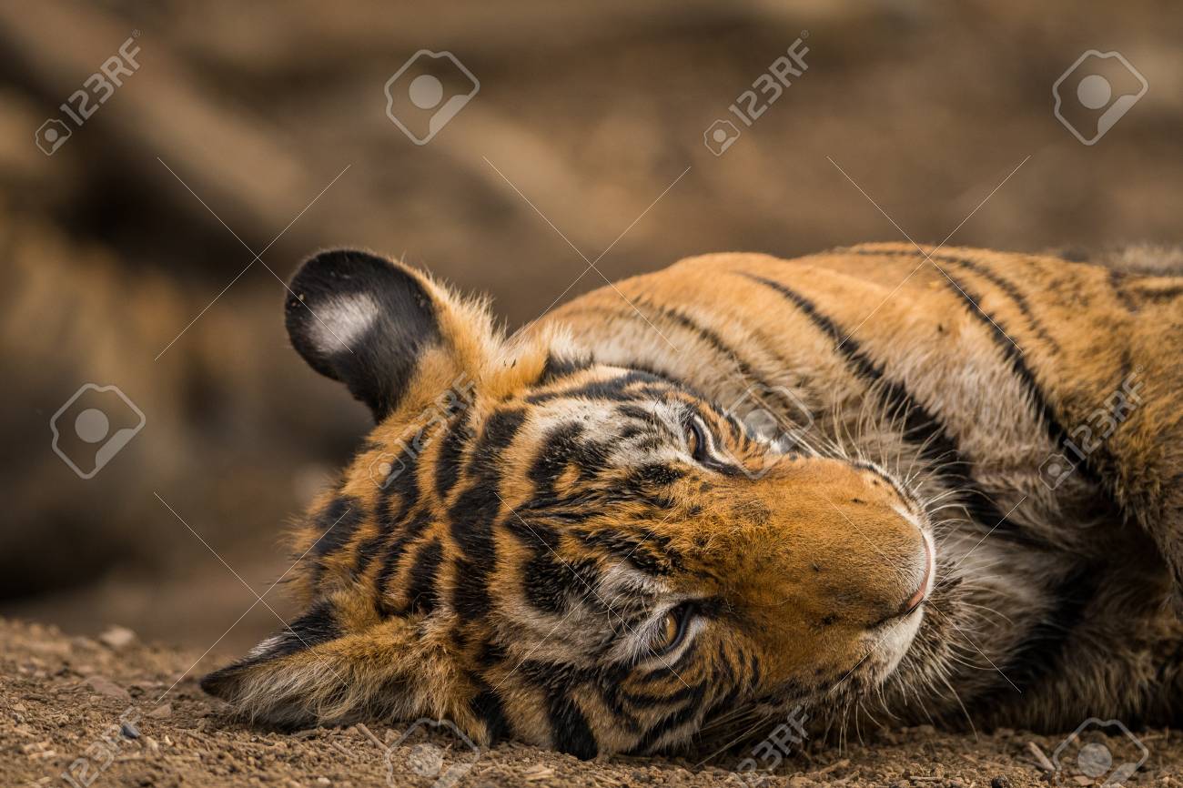 etiam-dictum-ipsum-a-felis