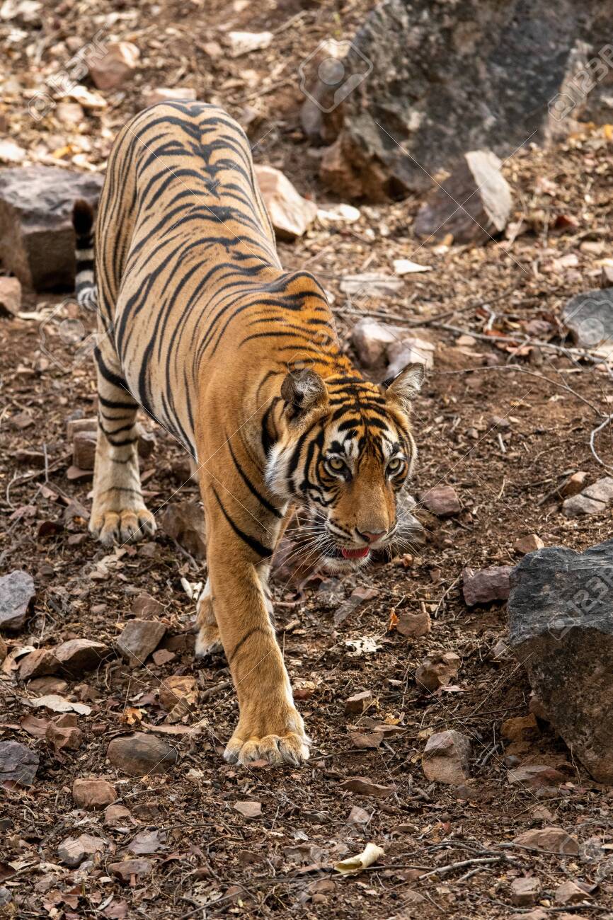 Royal Bengal Tiger Head On Walking In Jungle . Wildlife Scene With Danger Animal In Hot Summer . Royal Bengal Tiger Head On Walking In Jungle . Wildlife Scene With Danger Animal In Hot Summer .