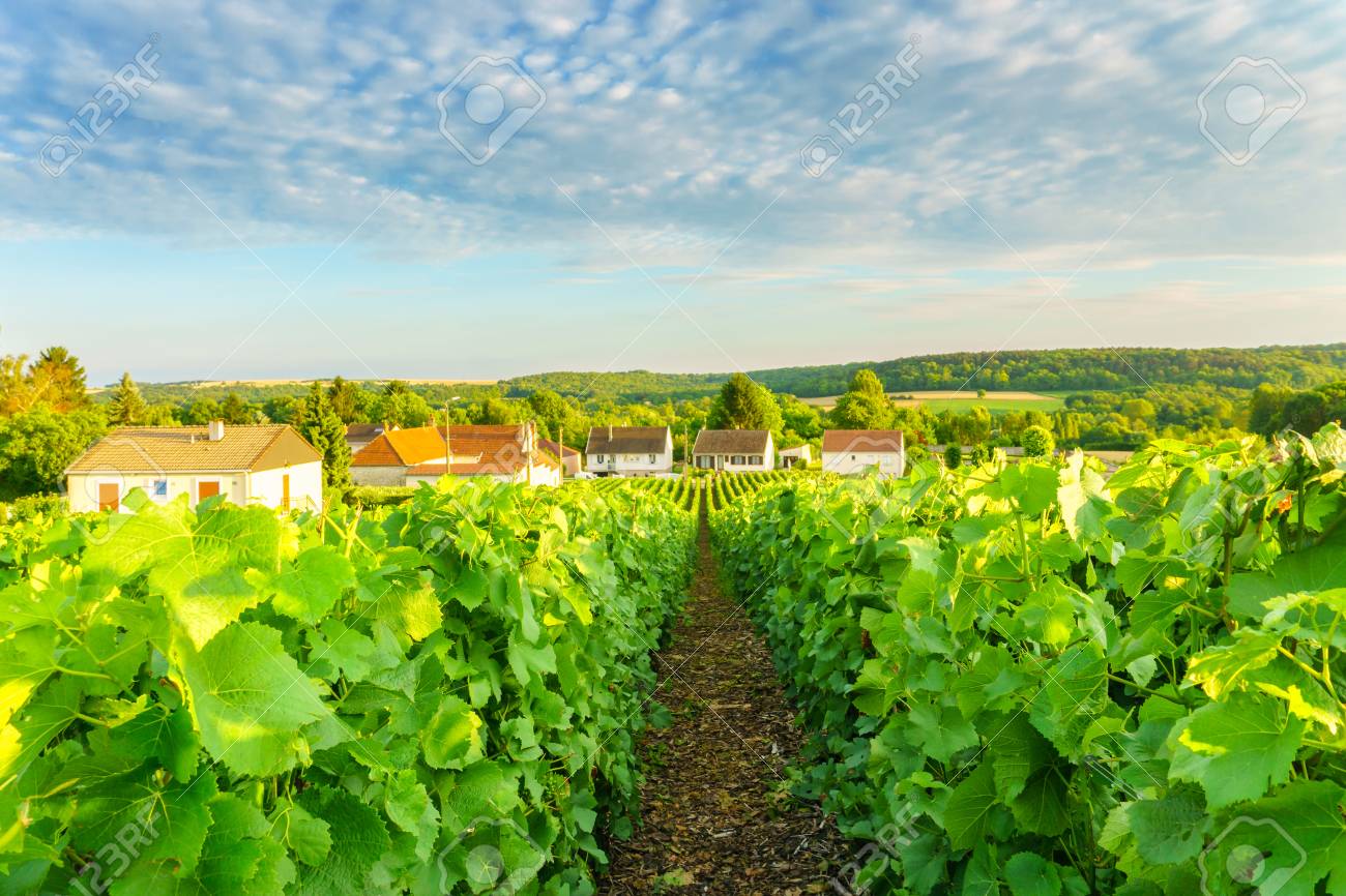 Village Countryside And Champagne Vineyards At Montagne De Reims